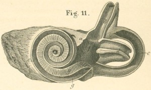 semicircular canal